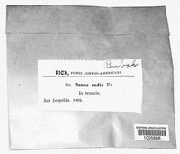 Panus rudis image